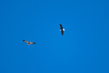 eagle 15 5742