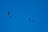 eagle 17 5745