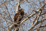 5783 Juvenile Bald eagle