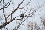eagle 1 5792