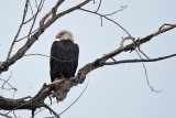 eagle 3 5795