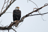 eagle 4 5796