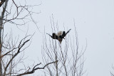 eagle 6 5798