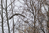 eagle 7 5799