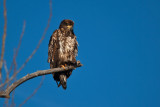 eagle 5824