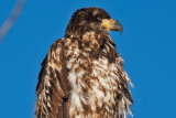 eagle 5826