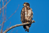 eagle 5831