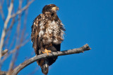eagle 5837