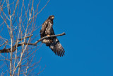eagle 5844