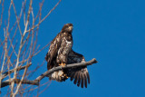 eagle 5845