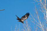 eagle 5848