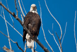 eagle 2 5872
