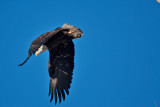 eagle 5 5876