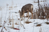 deer 3 5932.jpg