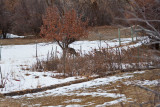 deer4 5933.jpg