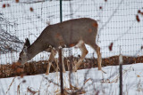 deer 6 5937.jpg