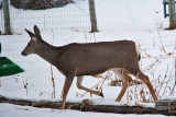 deer 9 5942.jpg