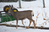 deer 10 5943.jpg