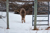 deer 11 5944.jpg