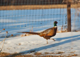 6177 pheasant