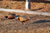 6156 pheasants