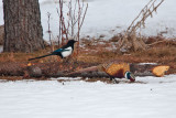 Pheasant 6220