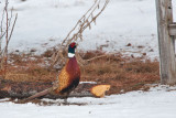 Pheasant 6221
