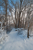 Snow 6345