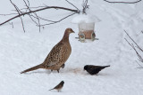 Hen pheasant 6354