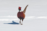 pheasant 6366