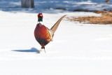 pheasant 6365
