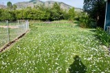 6811 Cotton Tails
