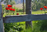 6874 poppy