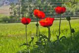 6875 poppy