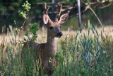 6994 deer