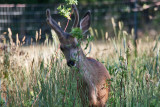 6997 deer