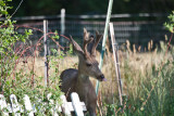 7001 deer