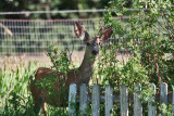 7002 Peek-A-Boo
