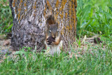 7253 Tough nut to crack..... black walnut