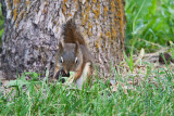7255 squirrel