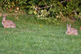 7306 Cottontails