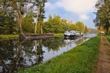 The Swan