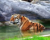 tigers___toronto__zoo_
