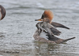 20110224 - 1 374 SERIES - Hooded Merganser (F).jpg