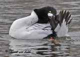 20110224 - 2 343 SERIES - Common Goldeneye.jpg