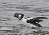 20110224 - 1 497 Common Goldeneye M HP.jpg