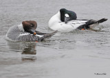 20110224 - 1 779 Common Goldeneye HP.jpg
