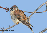 20110131 247 American Kestrel.jpg