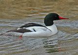 DSC_0186 Common Merganser2.jpg