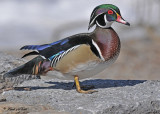 20110319 236 SERIES - Wood Duck.jpg